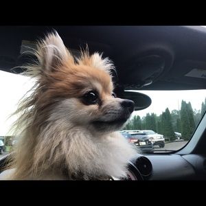 Meet your Posher, Karina